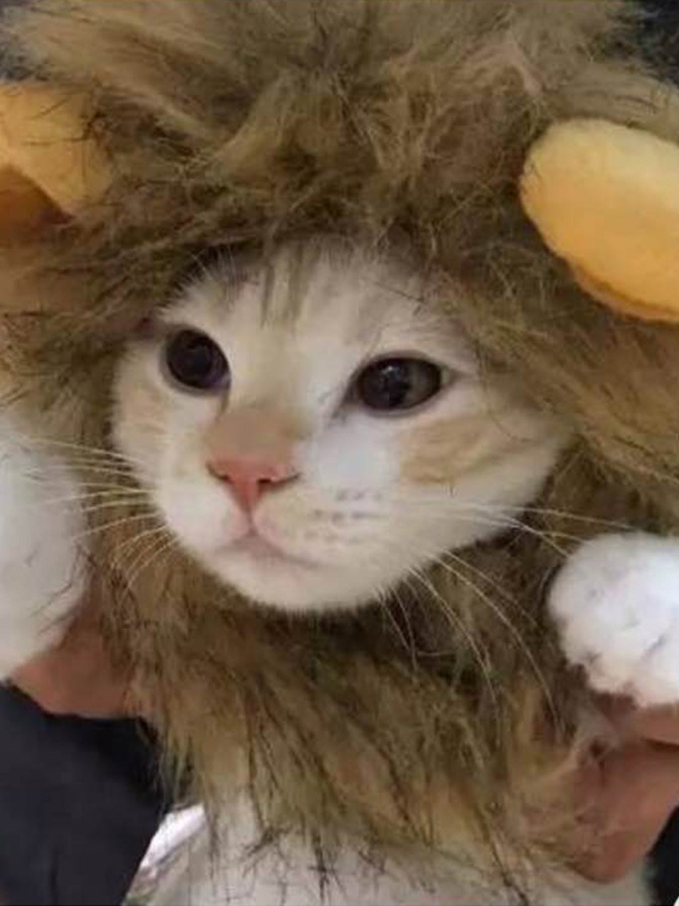 ac0e0a44de2d4239864a277509704d18-Max